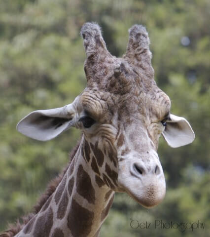 Wildlife — photograph 17