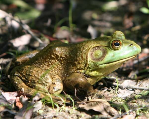 Wildlife — photograph 18