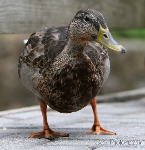 Wildlife — photograph 21