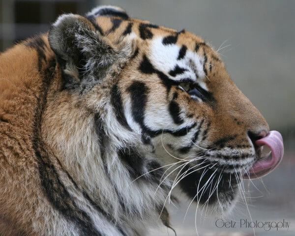 Wildlife — photograph 22