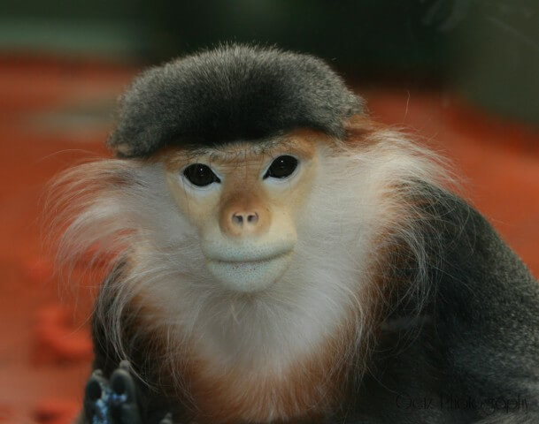Wildlife — photograph 23