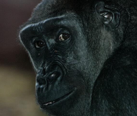 Wildlife — photograph 24