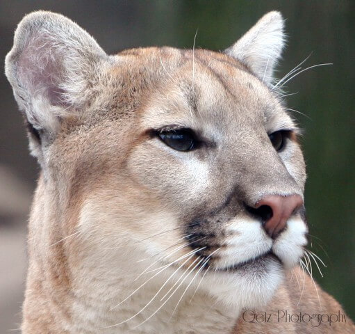 Wildlife — photograph 25