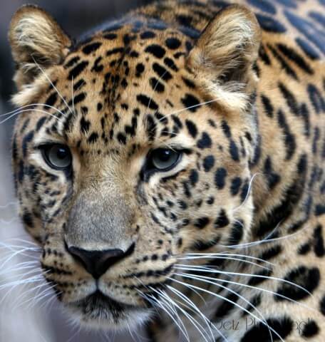 Wildlife — photograph 26