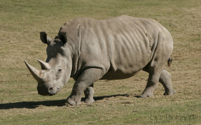 Wildlife — photograph 28
