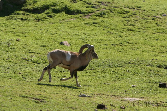 Wildlife — photograph 29
