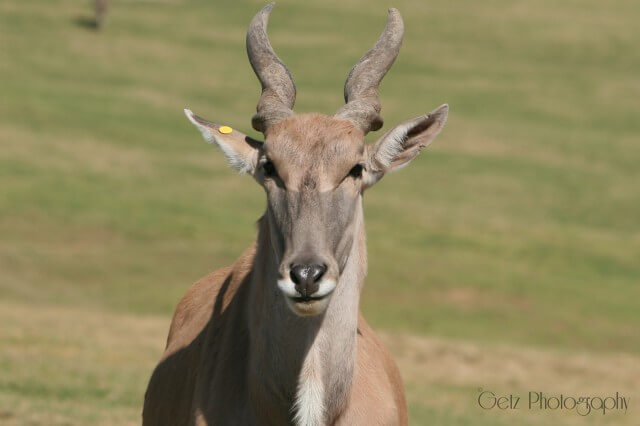 Wildlife — photograph 30