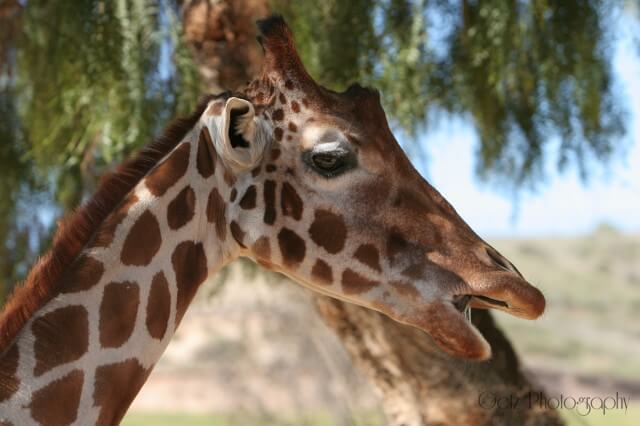 Wildlife — photograph 31
