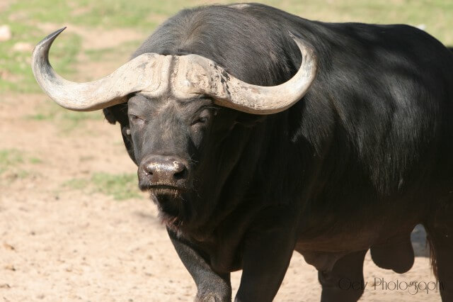 Wildlife — photograph 32