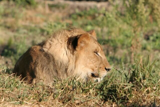Wildlife — photograph 34