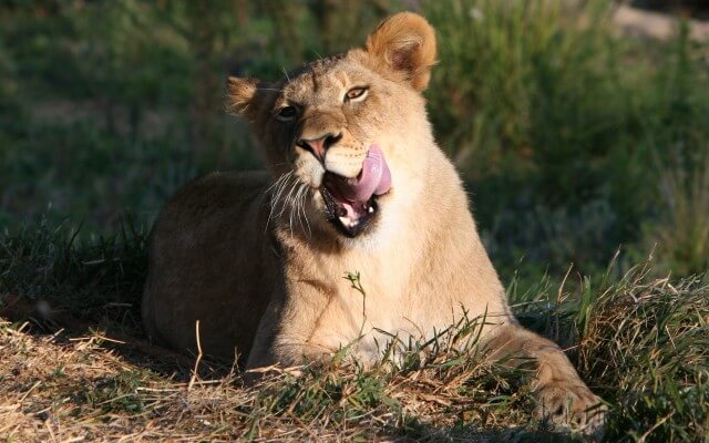 Wildlife — photograph 35