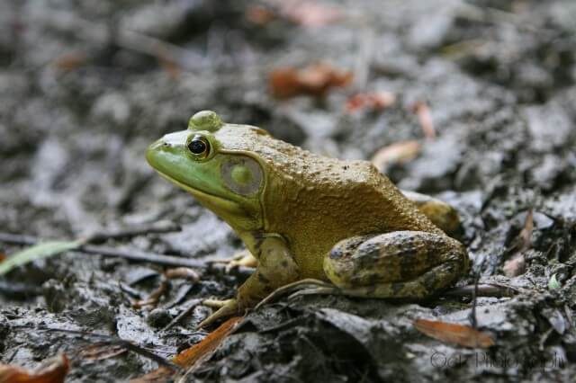 Wildlife — photograph 36