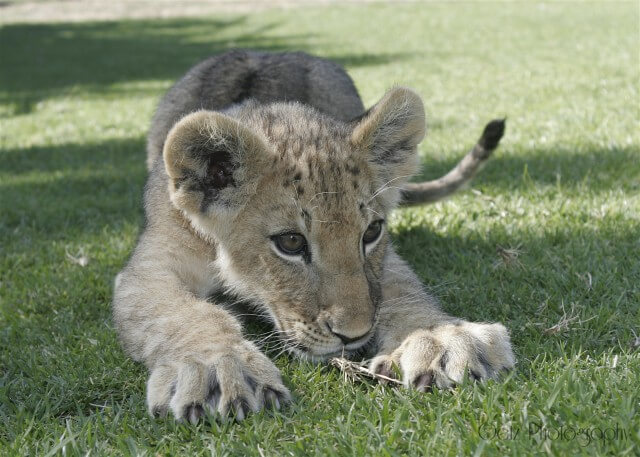 Lion Cubs — photograph 3