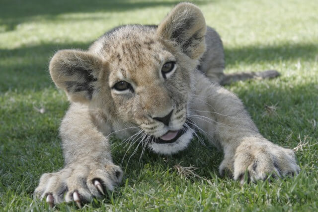 Lion Cubs — photograph 1
