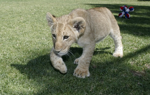 Lion Cubs — photograph 4