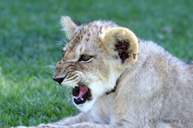 Lion Cubs — photograph 6
