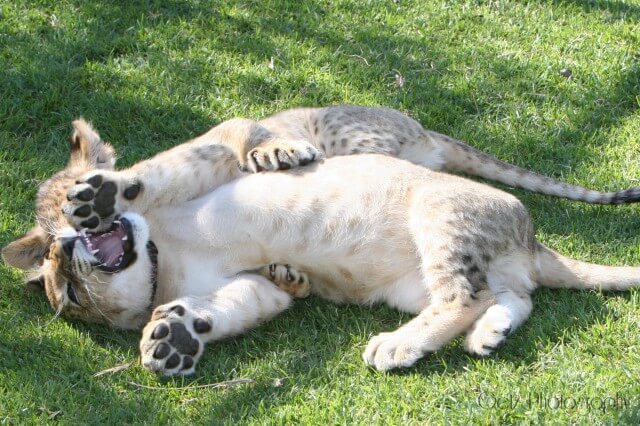 Lion Cubs — photograph 7