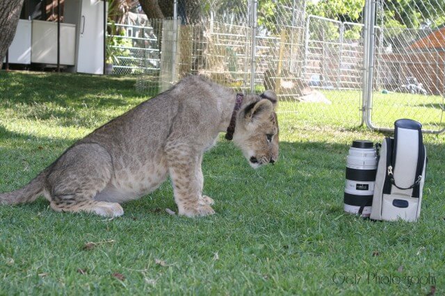 Lion Cubs — photograph 8