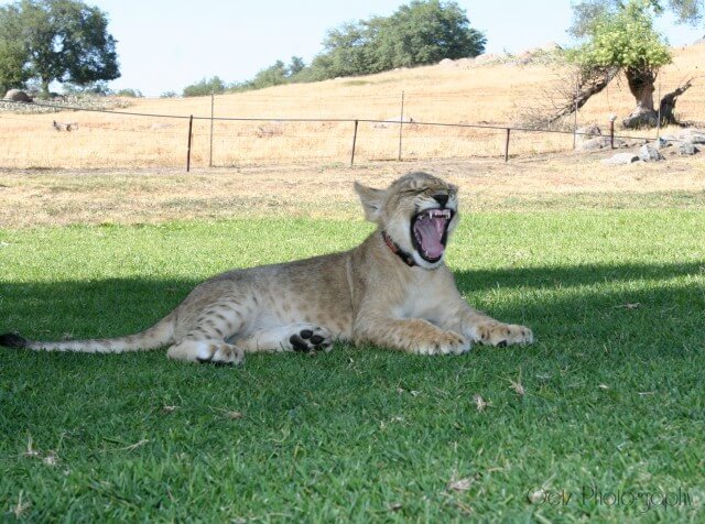Lion Cubs — photograph 9