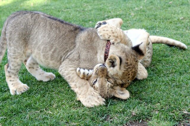 Lion Cubs — photograph 10