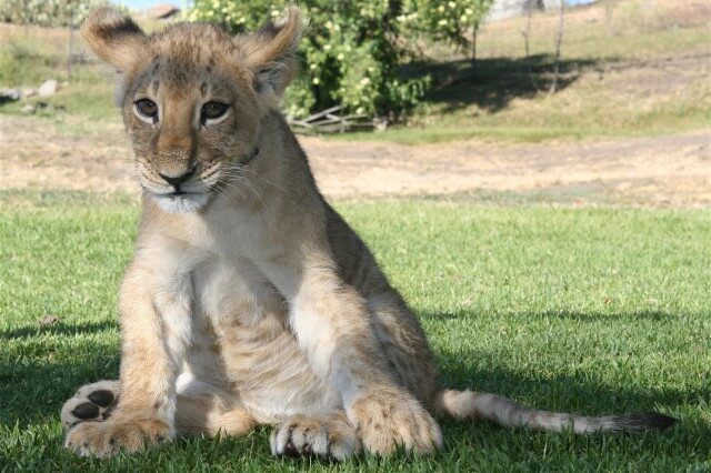 Lion Cubs — photograph 11