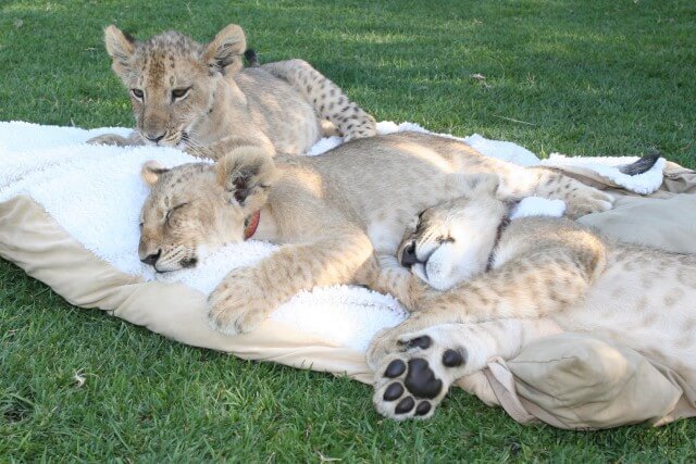 Lion Cubs — photograph 13