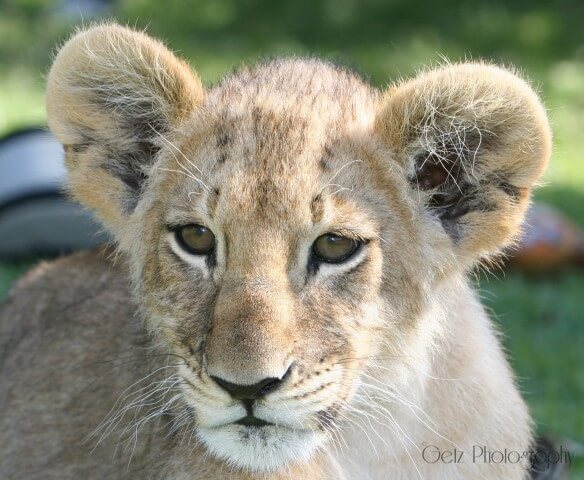 Lion Cubs — photograph 14