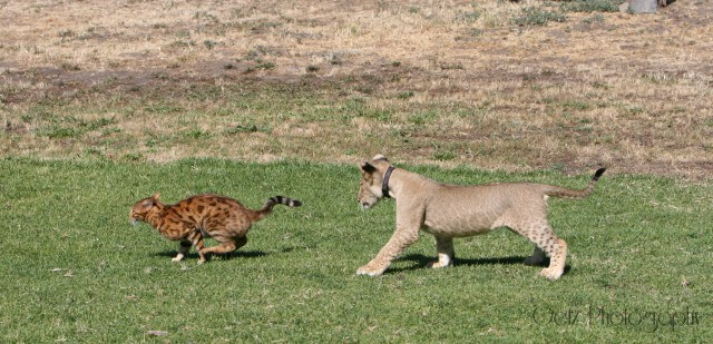 Lion Cubs — photograph 15